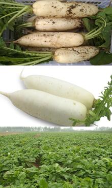 白蘿卜圖片細(xì)節(jié)